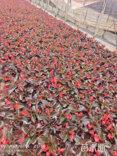 高度30厘米四季海棠