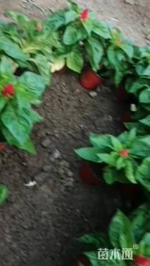 高度15厘米一支笔