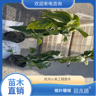 高度45厘米桃叶珊瑚