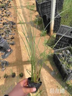 高度30厘米花叶芒