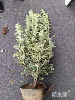 高度50厘米金边黄杨