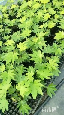 高度30厘米八角金盘