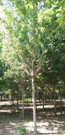 15公分复叶槭