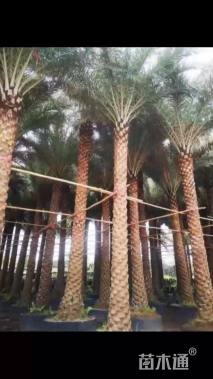 裸干高550厘米银海枣
