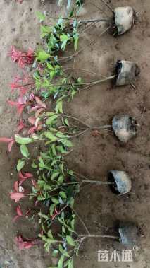 高度60厘米红叶石楠小苗