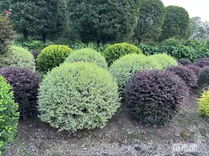 冠幅100厘米银姬小蜡球