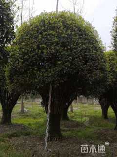 高度300厘米丛生桂花