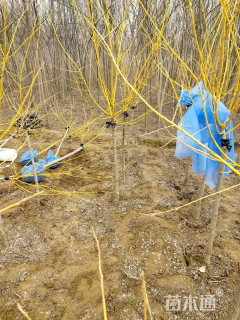 3公分矮接金枝槐