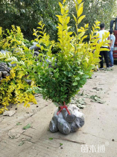 冠幅20厘米金叶女贞球