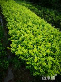 高度25厘米小叶栀子