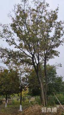 26公分多杆朴树