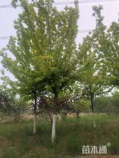 12公分金叶复叶槭