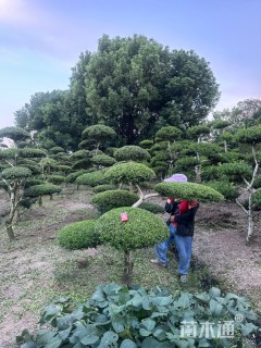 10公分造型黄杨