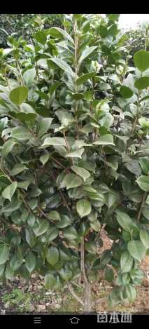 高度160厘米茶花