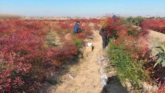 高度100厘米南天竹