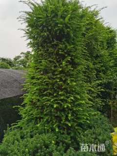 5公分南方红豆杉