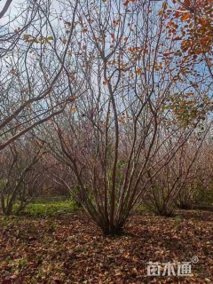 高度500厘米丛生黄栌