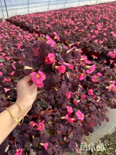 高度10厘米红花酢浆草