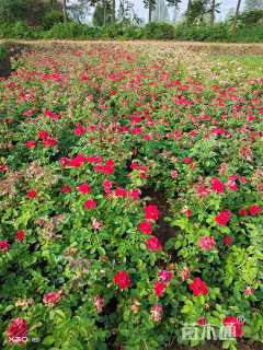 高度30厘米红帽月季