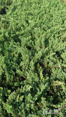 高度40厘米铺地柏