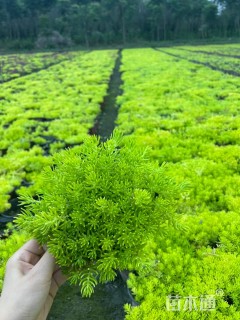 高度10厘米佛甲草