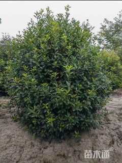 冠幅160厘米石楠球