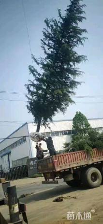 高度300厘米雪松