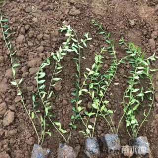 35厘米小叶扶芳藤