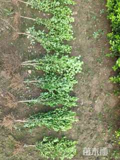 高度35厘米瓜子黄杨