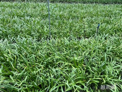 高度20厘米百子莲