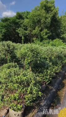 高度100厘米金边黄杨