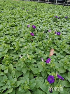 高度5厘米矮牵牛