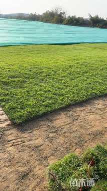 草卷状马尼拉草