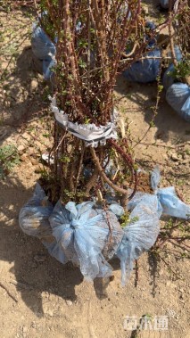 高度60厘米黄刺玫