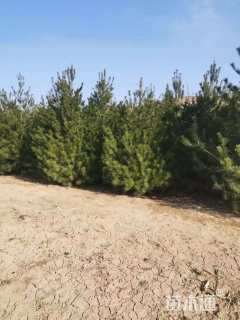 高度5000厘米白皮松