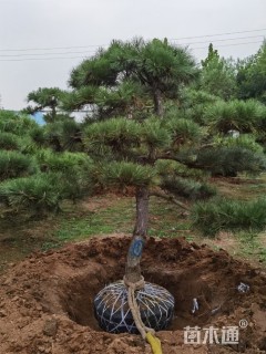 10公分罗汉松