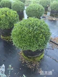 高度100厘米雀舌黄杨