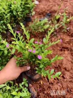 高度20厘米满天星