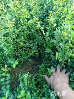高度40厘米小叶女贞