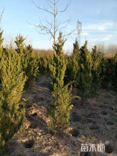 高度120厘米龙柏