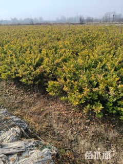 高度60厘米金森女贞