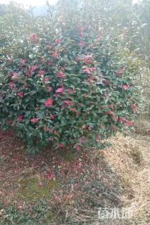 冠幅120厘米茶梅球