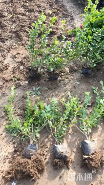 高度60厘米卫矛