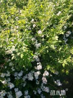 高度100厘米蔷薇