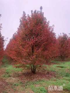 高度600厘米丛生红枫