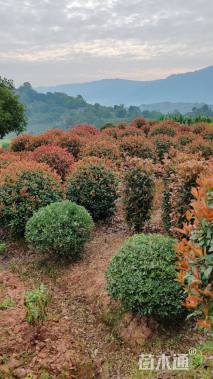 冠幅150厘米红叶石楠球