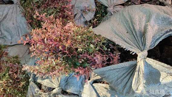 30厘米小丑火棘小苗