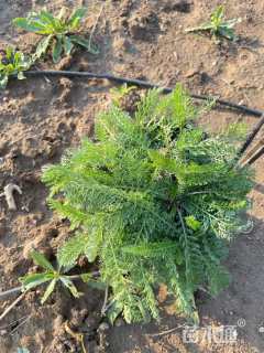 高度10厘米蓍草