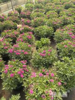 高度26厘米玛格丽特花