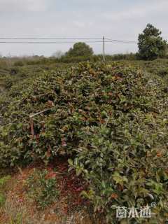 冠幅120厘米茶梅球